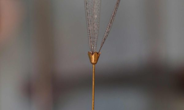 AILES-LIBELLULE-TIGE2