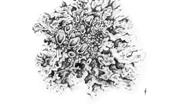 LICHEN