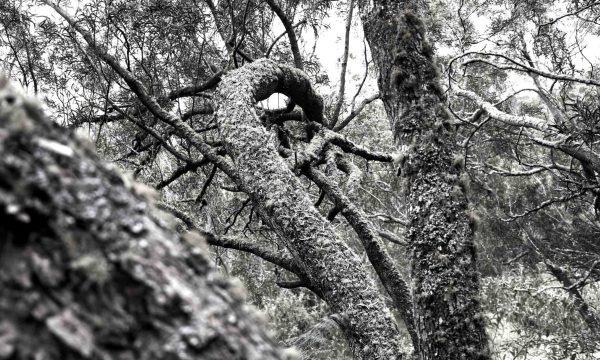 Nbranches