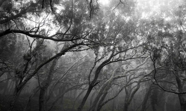 Nforêt-copie