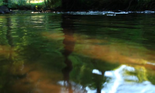 Nymphéas1
