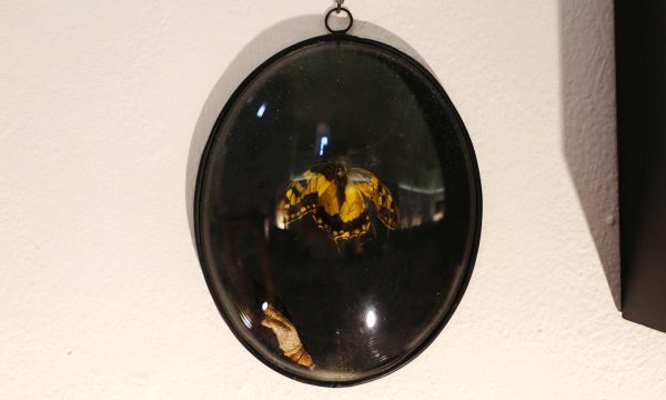 cabinet-curiosités-2